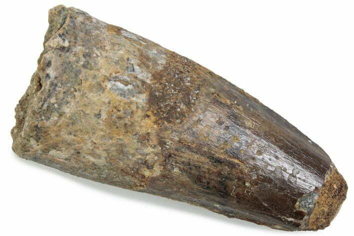 Fossil Spinosaurus Tooth - Feeding Worn Tip #376409